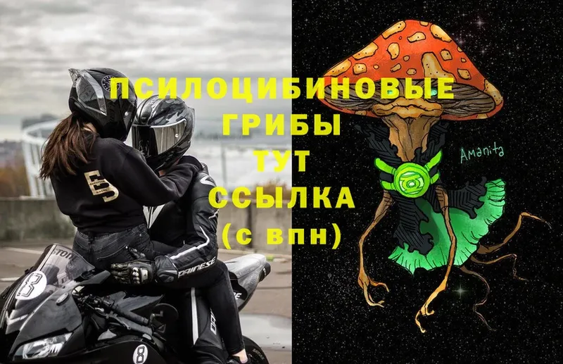 Галлюциногенные грибы Psilocybe  Лихославль 